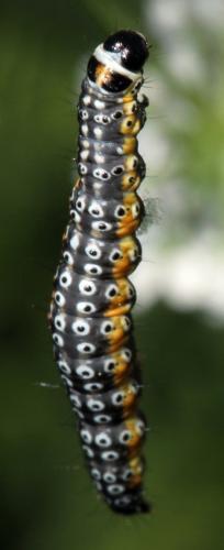 Depressaria daucella
